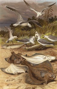 Plaice by European School
